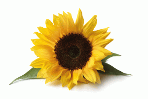 sunflower-web-version